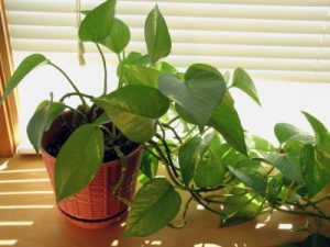 Healthy Indoor Plant Healthy Indoor Plant