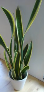 Indoor Plant Indoor Plant