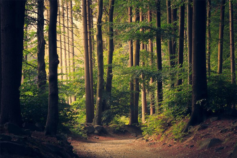 Be Part of the National Tree Day on July 31st