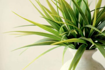 How To Keep Your Indoor Plants Happy