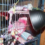 Keep Pet Birds Warm - Heat Lamps
