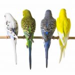 Keep Pet Birds Warm- Put Birds Together