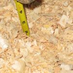 Keep Pet Birds Warm- Deep Litter