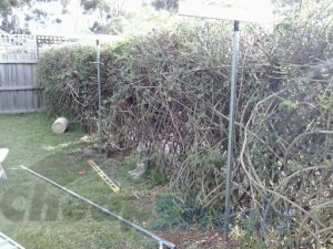 Backyard Observatory - the making of a backyard observatory using a garden shed