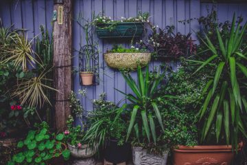 Why Being a Crazy Plant Lady is Good for Your Health
