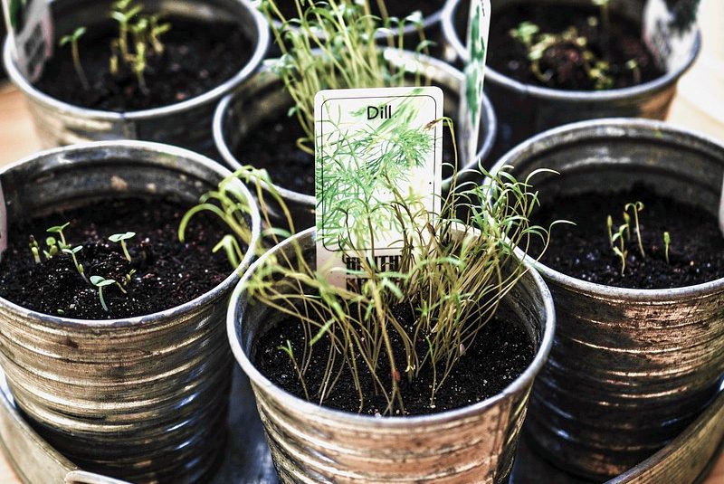 Crazy Plant Lady - edible plants