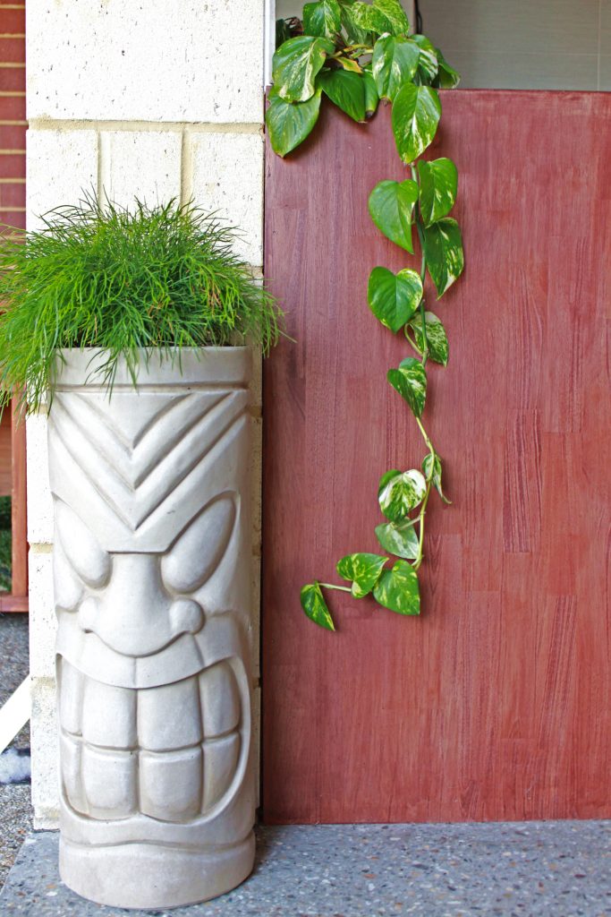 Crazy Plant Lady - plants