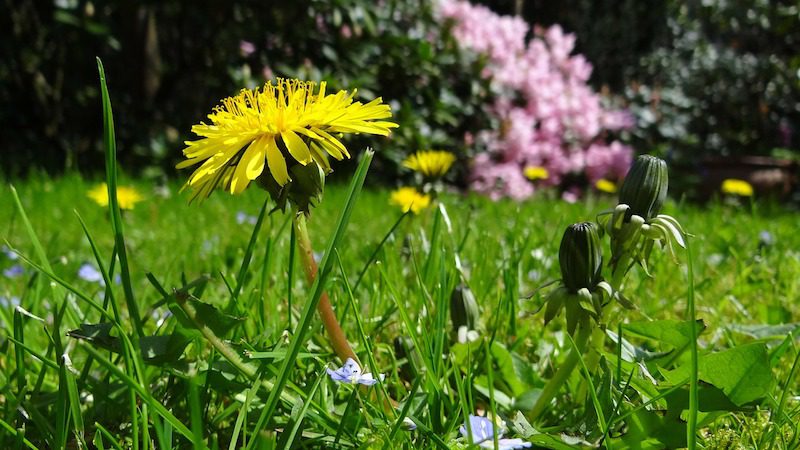 Simple Ways to Freshen up Your Garden for Summer
